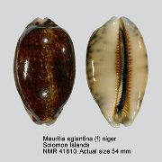 Mauritia eglantina (f) niger (2)